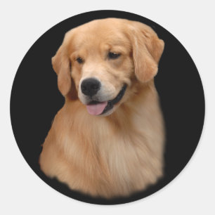 Redonda Pegatina grande de Frisco del golden retriever