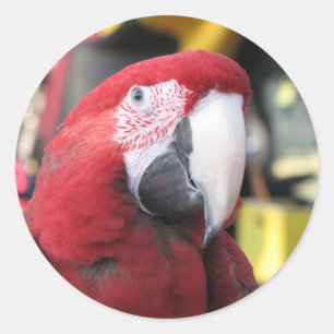 Redonda Pegatina grande del Macaw