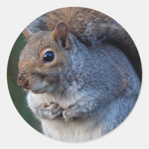 Redonda Pegatina Gray Squirrel