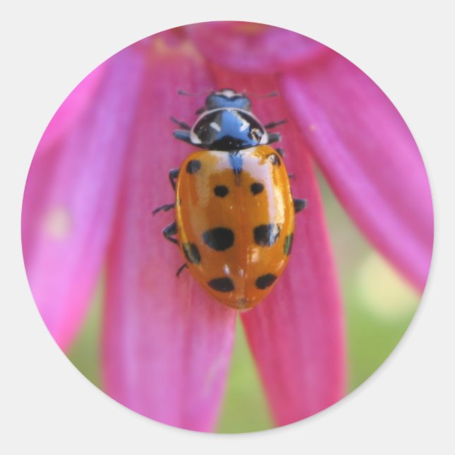 Redonda Pegatina Ladybug (Anverso)