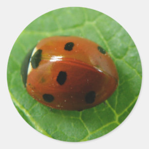 Redonda Pegatina Ladybug