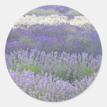 Pegatina Lavender