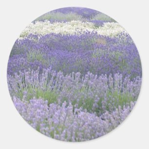 Redonda Pegatina Lavender