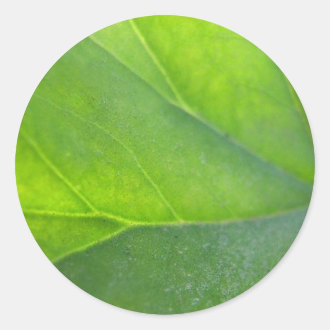Redonda Pegatina Leaf Closeup (Anverso)