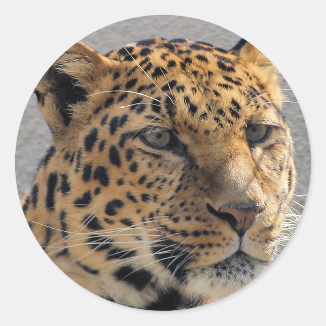 Redonda Pegatina Leopard (Anverso)