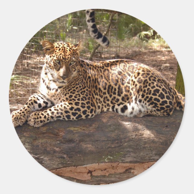 Redonda Pegatina Leopard (Anverso)