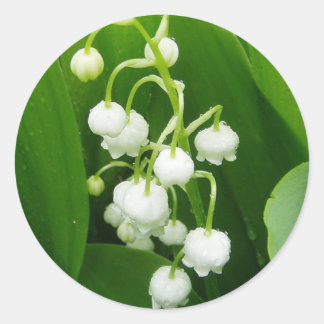 Redonda Pegatina Lily-of-the-Valley de Flores Blancas