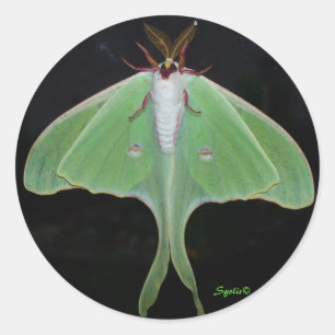 Redonda Pegatina Luna Moth