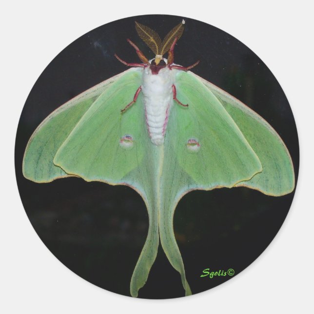 Redonda Pegatina Luna Moth (Anverso)