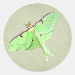 Redonda Pegatina Luna Moth