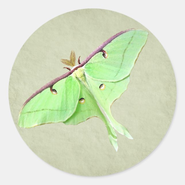 Redonda Pegatina Luna Moth (Anverso)