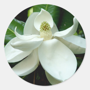 Redonda Pegatina Magnolia Bloom