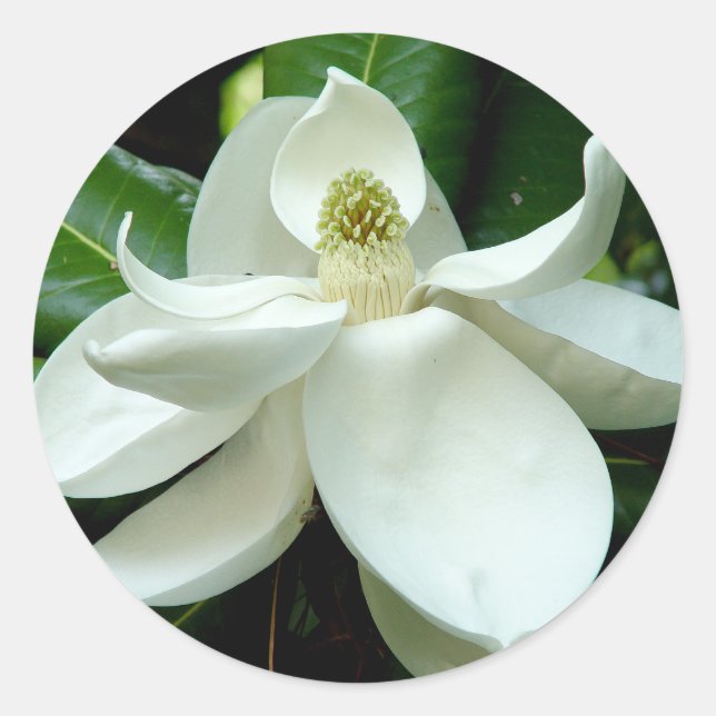 Redonda Pegatina Magnolia Bloom (Anverso)