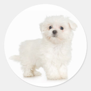 Redonda Pegatina maltés