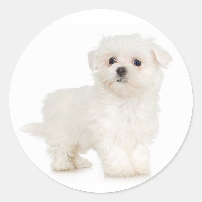 Redonda Pegatina maltés (Anverso)