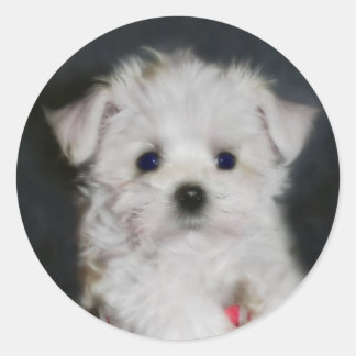 Redonda pegatina maltés