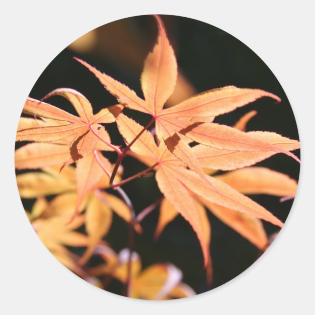 Redonda Pegatina Maples 6 de Japón (Anverso)