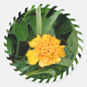 Redonda Pegatina Marigold amarillo