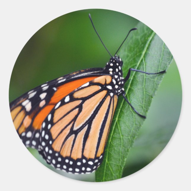 Redonda Pegatina monarca (Anverso)