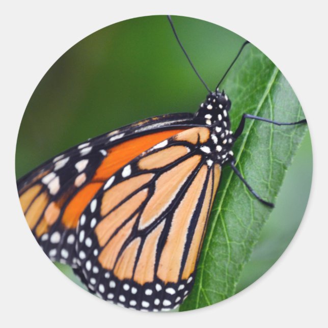 Redonda Pegatina monarca (Anverso)