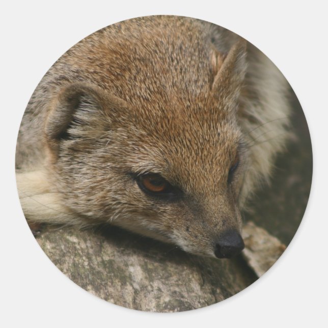 Redonda Pegatina Mongoose Closeup (Anverso)