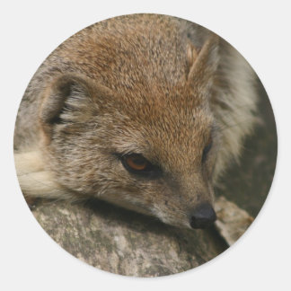 Redonda Pegatina Mongoose Closeup