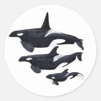 Redonda Pegatina orca