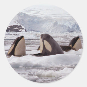 Redonda Pegatina Orcas Spyhopping