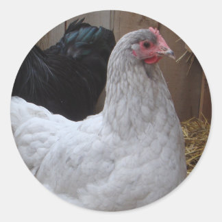 Redonda Pegatina - Orpington Hen
