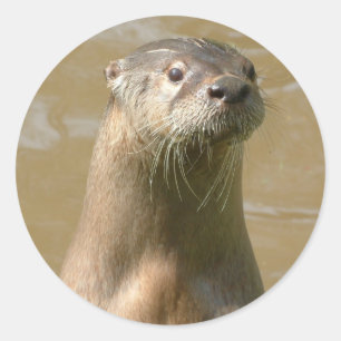 Redonda Pegatina Otter curioso