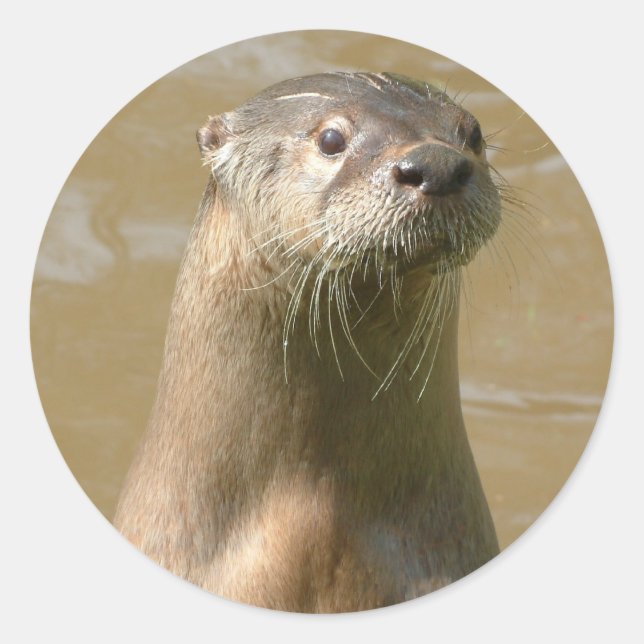 Redonda Pegatina Otter curioso (Anverso)