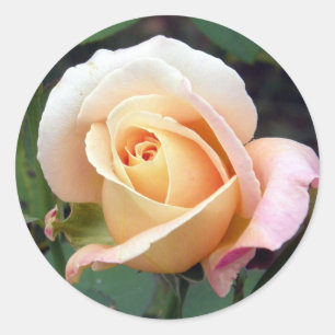 Redonda pegatina - Pale Peach Rosebud