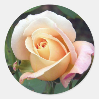 Redonda pegatina - Pale Peach Rosebud