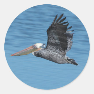 Redonda Pegatina Pelican 8