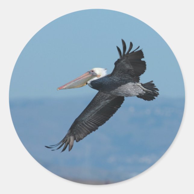 Redonda Pegatina Pelican 9 (Anverso)