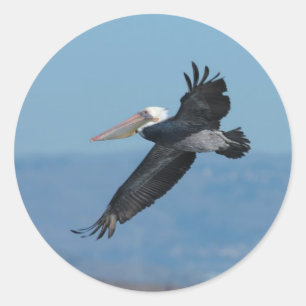 Redonda Pegatina Pelican 9