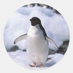 Redonda Pegatina Penguin