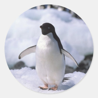 Redonda Pegatina Penguin