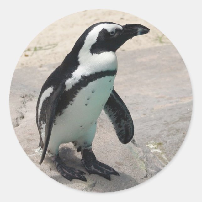Redonda Pegatina Penquin (Anverso)