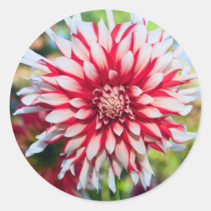 Redonda Pegatina Peppermint Dahlia