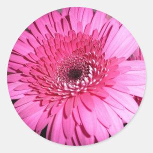 Redonda Pegatina Pink Gerber Daisy