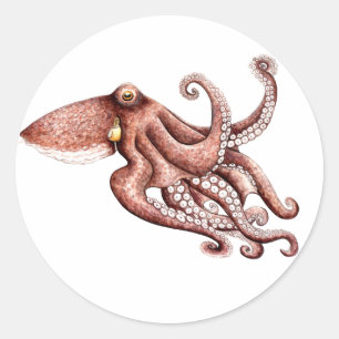Redonda Pegatina Pulpo Octopus vulgaris