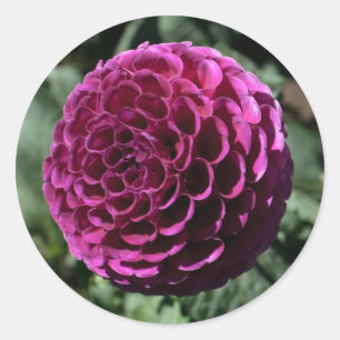 Redonda Pegatina púrpura de la dalia
