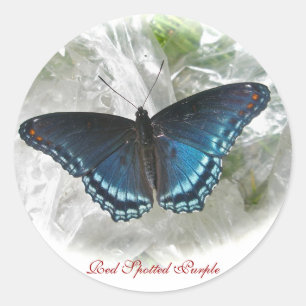 Redonda Pegatina púrpura manchado rojo de la mariposa