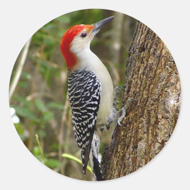 Redonda Pegatina Red Bellie Woodpecker (Anverso)