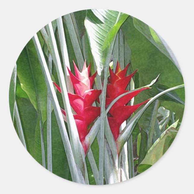 Redonda Pegatina Red Ginger (Anverso)