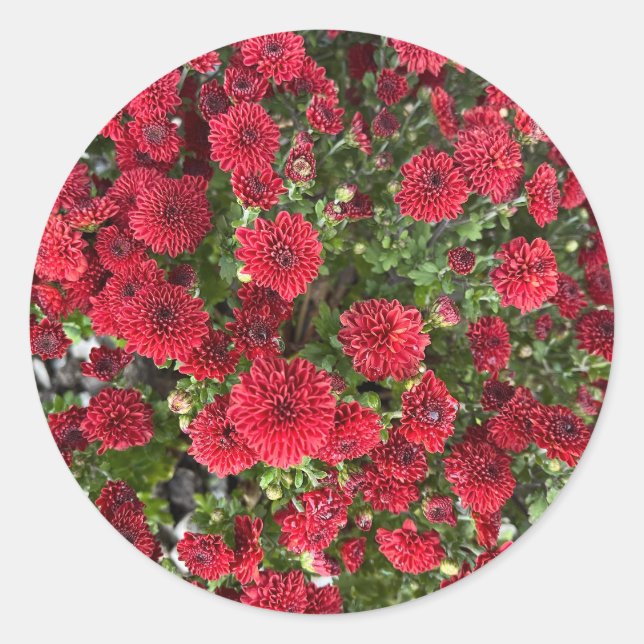 Redonda Pegatina redondo clásico (Anverso)