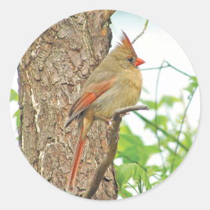 Redonda Pegatina rojo cardinal septentrional del pájaro