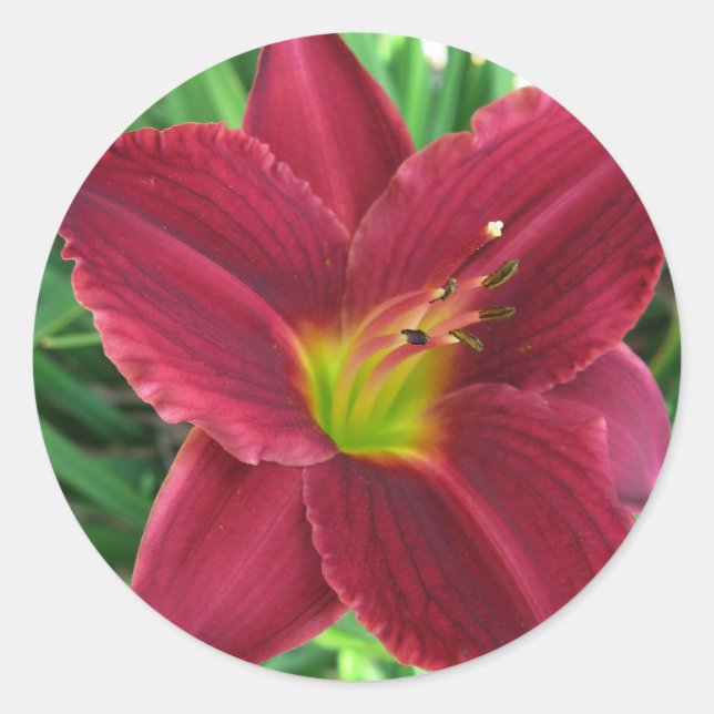 Redonda Pegatina rojo de rubíes del Daylily (Anverso)