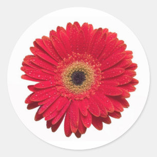Redonda Pegatina rojo del Gerbera